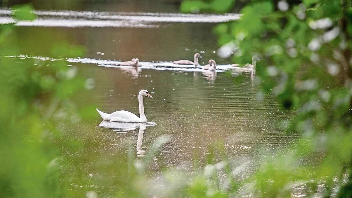 Ilmenau: Vermisster Schwan residiert offenbar auf anderem Teich