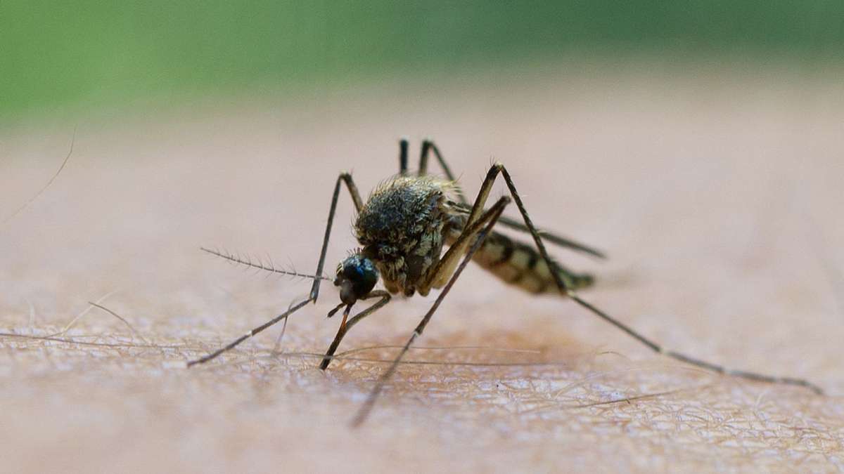Insekten: Experte: Mücken haben in Thüringen 2024 gute Voraussetzungen