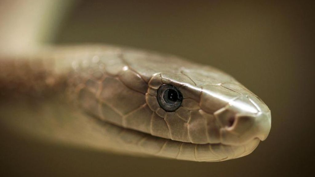«Vorsichtig optimistisch»: Neue WHO-Strategie gegen Schlangenbisse