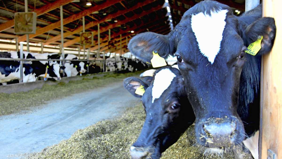 Rinder-Seuche: Rinderhalter sollten sich informieren