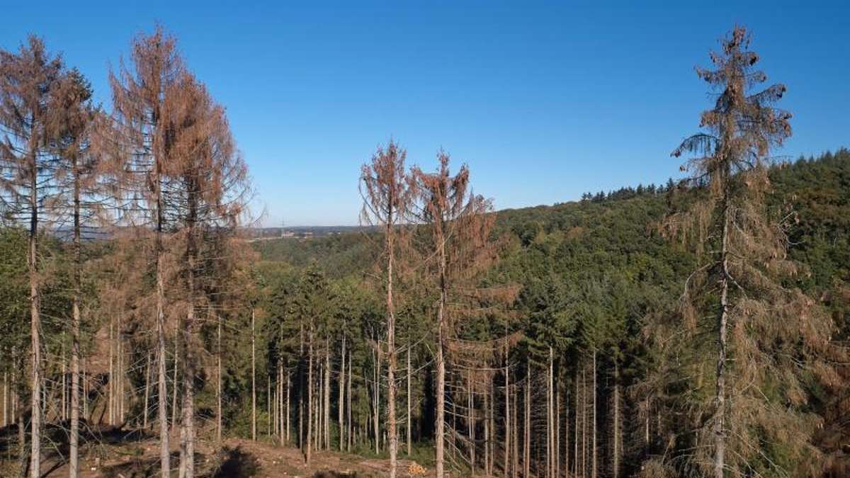 Osthausen: Situation dramatisch: Nur noch 15 Prozent der Bäume gesund