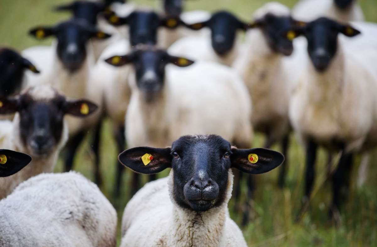Wer hat das Schaf mit einem Pfeil beschossen? Foto: dpa/Nicolas Armer