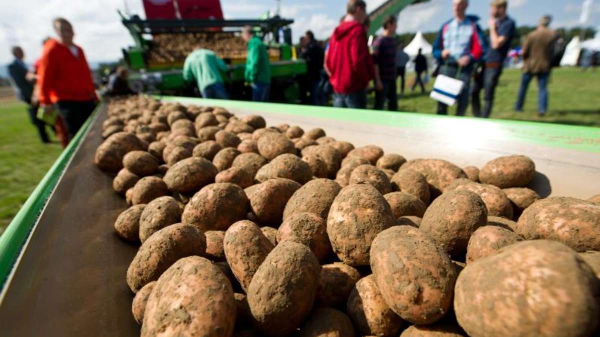 Wirtschaft: Katastrophale Ernte erwartet - Kartoffeln werden teuer