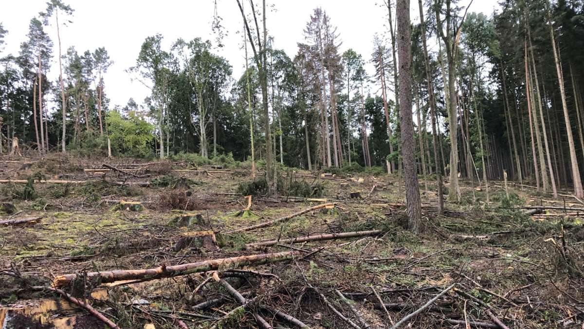 Forstwirtschaftsplan 2021: Der Wald als Pflicht und Chance für Ummerstadt