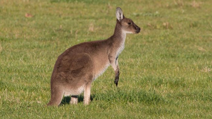 Känguru schuld: Drei Verletzte und Schrott