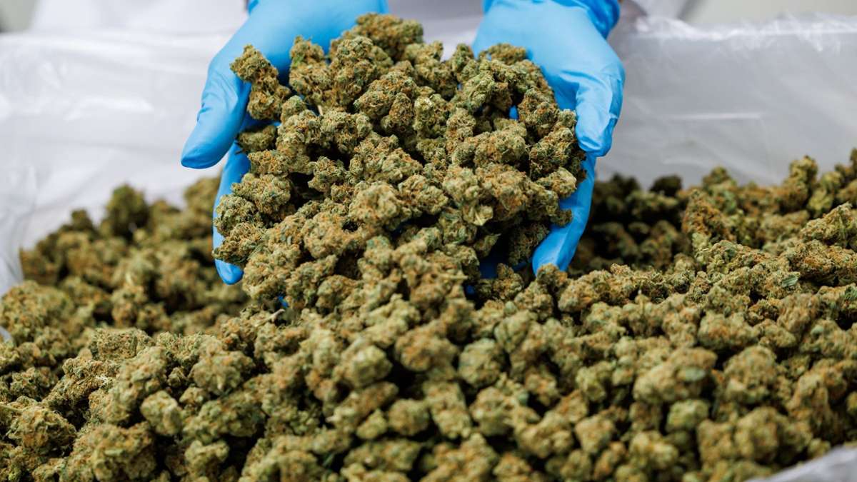 Produktionausweitung: Mehr medizinisches Cannabis aus Unterfranken