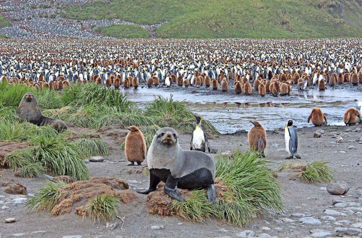 Pinguine, so weit das Auge reicht: eine Kolonie mit Zehntausenden  Königspinguinen und Robben