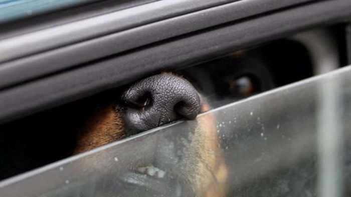 Flohmarktgängerin lässt Hund im Auto: Zeugin ruft die Polizei