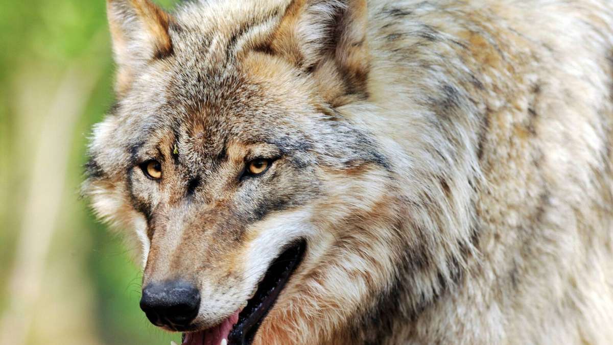 Thüringen: Nicht Hund, nicht Wolf - Streit um Ohrdrufer Hybride