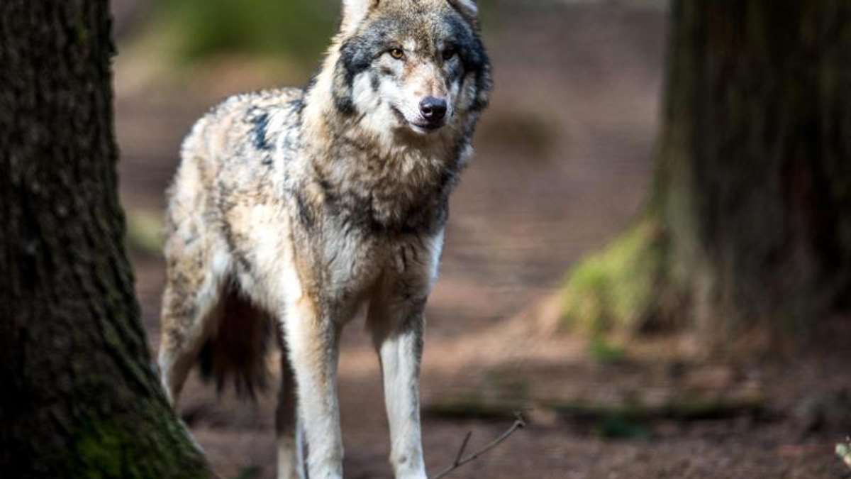 Truckenthal: Entwarnung: Lamm nicht vom Wolf gerissen