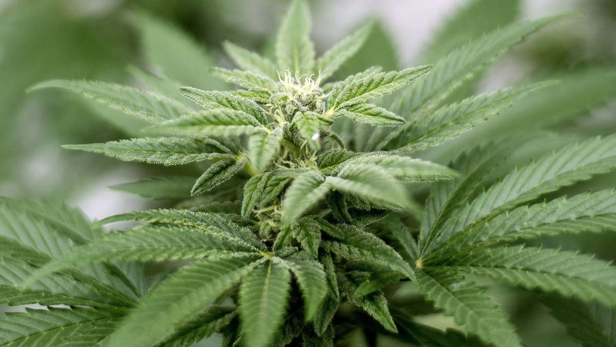 Drogenfund in Meiningen: Polizei findet ein Kilogramm Cannabis und Haschisch