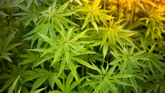 Cannabisplantage mit rund tausend Pflanzen entdeckt