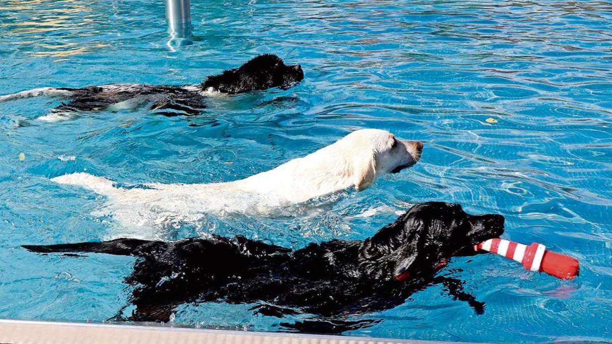 Schmalkalden: Badetag für Hunde verboten