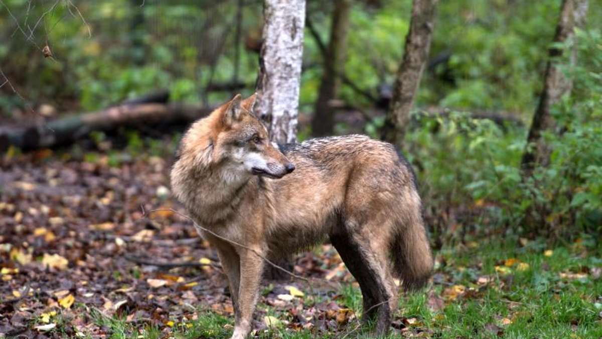 Thüringen: Von Mahnwachen und Schüssen - vom Umgang mit dem Wolf