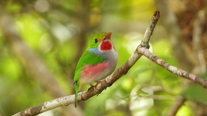 Heßles: Auf der Suche nach dem kleinsten Vogel der Welt