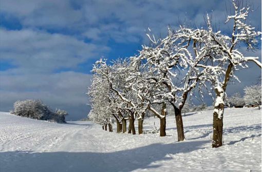 Wundervoll verschneit präsentiert sich derzeit die Thüringer Rhön. Foto: /Gisela Ruck