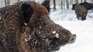 Wildschwein-Jagd: Auch der Pleß ist keine Ruhezone mehr