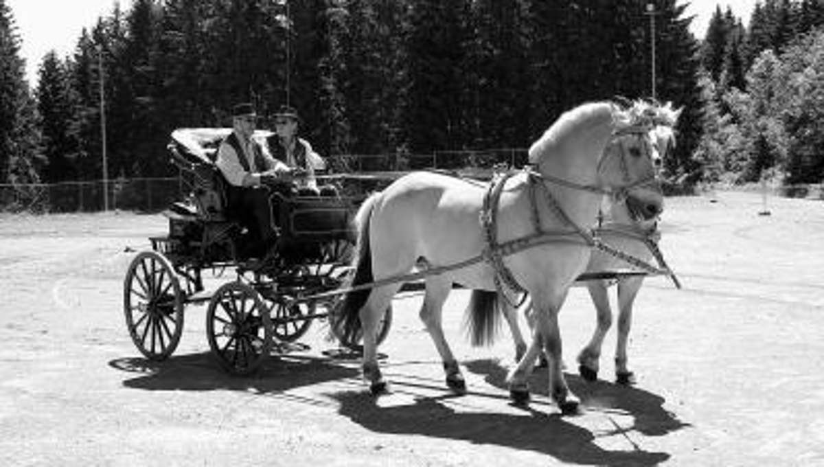 Ilmenau: Eine Ausfahrt mit Pferd im Doktorwagen