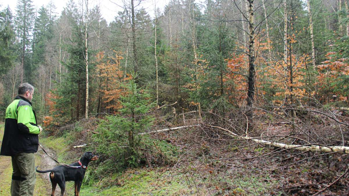 Stadtwald Schleusingen: Toxische Kombi für Wald und Wege