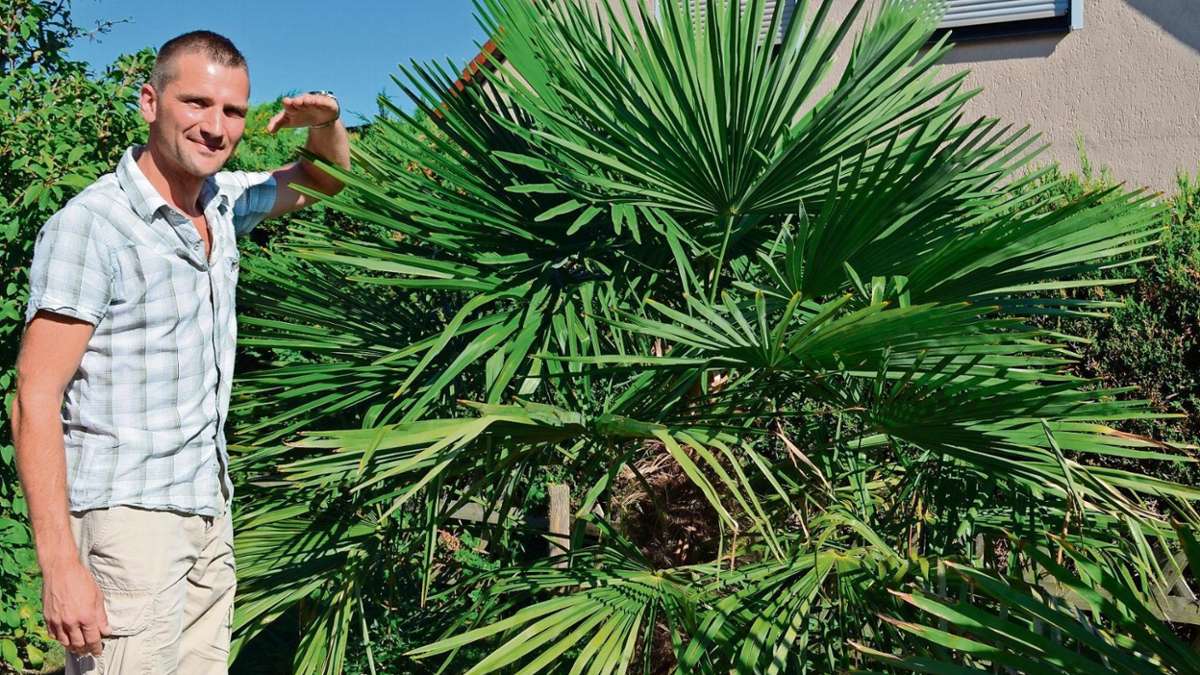 Wallrabs: Gelungen: Experiment Palmengarten
