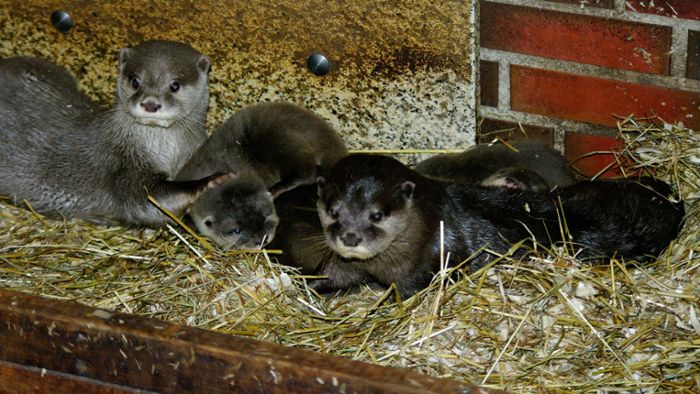 Nachwuchs im Tierpark Neumünster: Fünf Zwergotter kuscheln viel