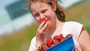 Erdbeeren satt und viel Pflückspaß