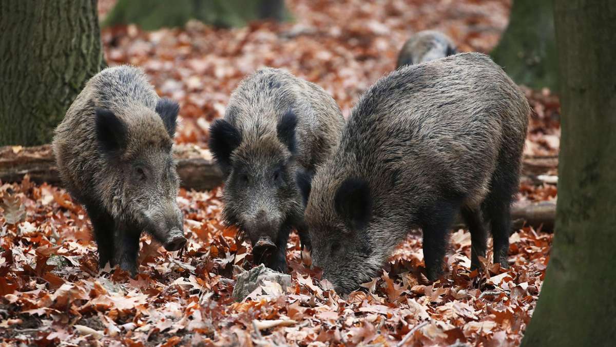 Gutes Jagdjahr: Wildschweine machen sich dünne