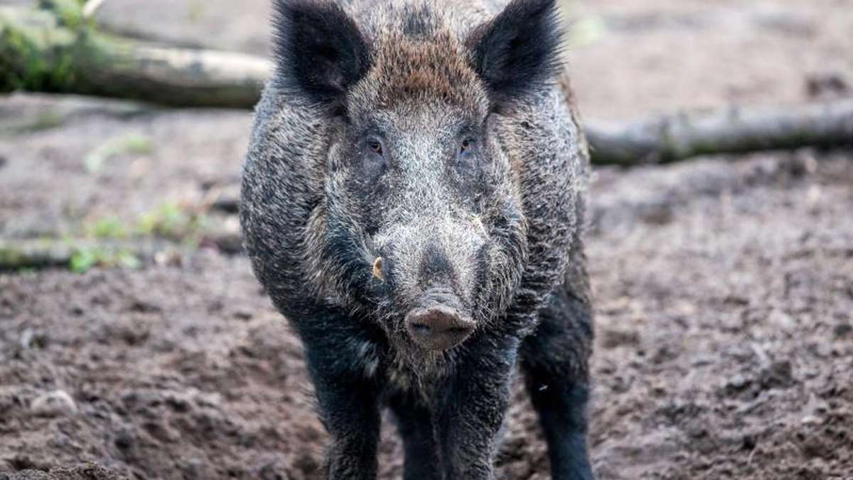 Thüringen: Wildschwein gegen Schiebetür: Einbruchsalarm im Supermarkt