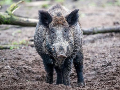 Wildschweine sollen die dänisch-deutsche Grenze künftig nicht mehr überschreiten können. Foto: Jens Büttner