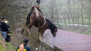 Tierrettung: Pferd Heide schwebt über Langenbach