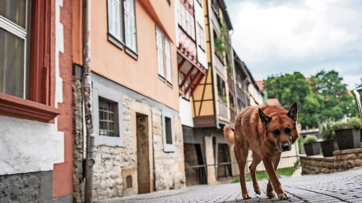 Thüringen: Thüringer Kommunen froh über das Ende der Hunde-Rasseliste