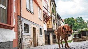 Thüringer Kommunen froh über das Ende der Hunde-Rasseliste