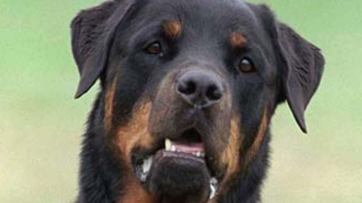Sonneberg/Neuhaus: Erneut Beiß-Attacke eines freilaufenden Hundes