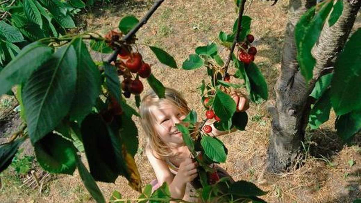 Ilmenau: Stadt-Garten-Nutzer ernten Früchte ihrer Arbeit
