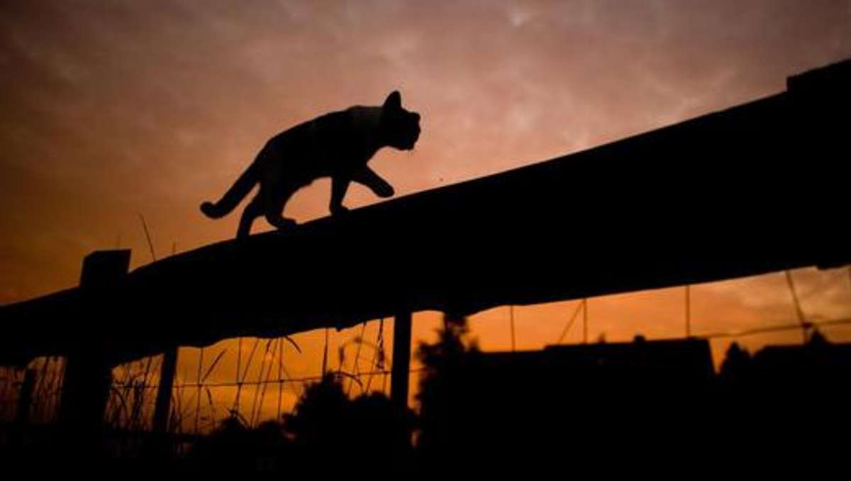 Thüringen: Tierschützer: Zehntausende Katzen streunen wild durch Thüringen