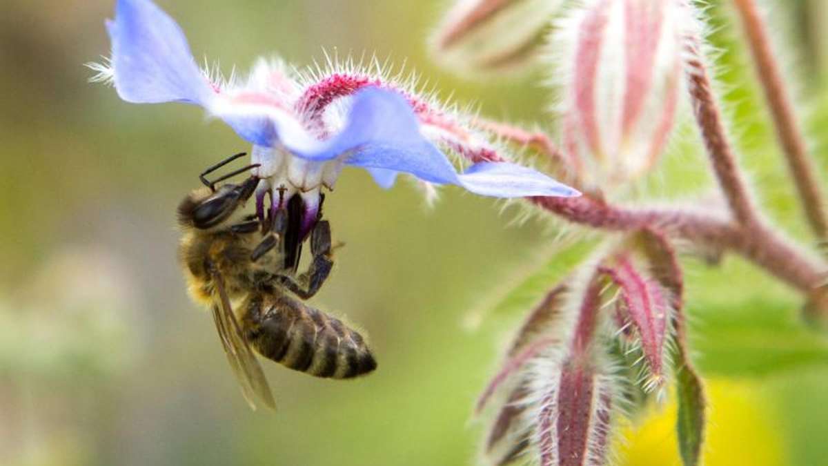 Jena: Wildbienen-Arten in Thüringen verändern sich
