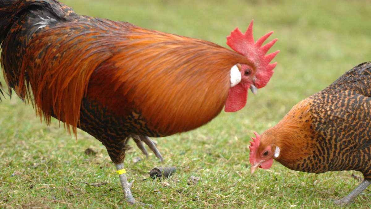 Rhöner Hühnerhalter kritisiert Regelung: Geflügelpest – „Eine Besserung der Lage ist nicht in Sicht“