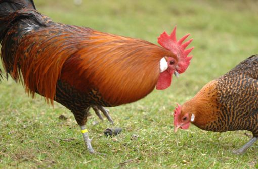 Im Freien scharrende Hühner – das ist aktuell im Wartburgkreis wegen der Geflügelpest-Gefahr nicht möglich, im Nachbarkreis schon. Foto: Heiko Matz (Archiv)