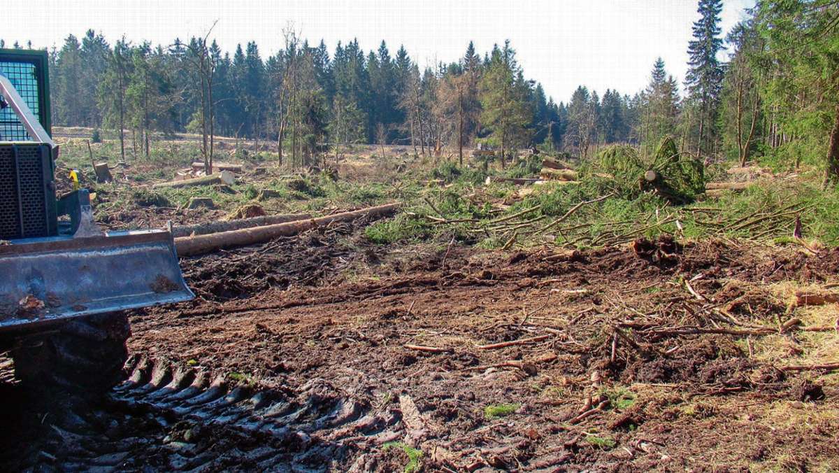 Schmiedefeld: Ein neuer Wald wird an der Rennsteigkreuzung entstehen