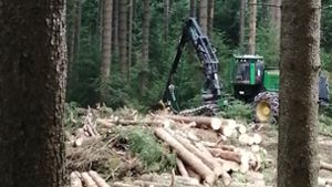 Großbreitenbacher Wald: Offene Fragen zu Forstarbeiten geklärt
