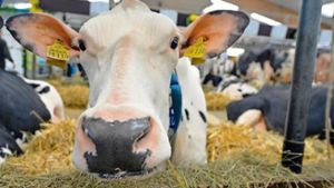 Thüringer Landwirte schaffen Milchkühe ab
