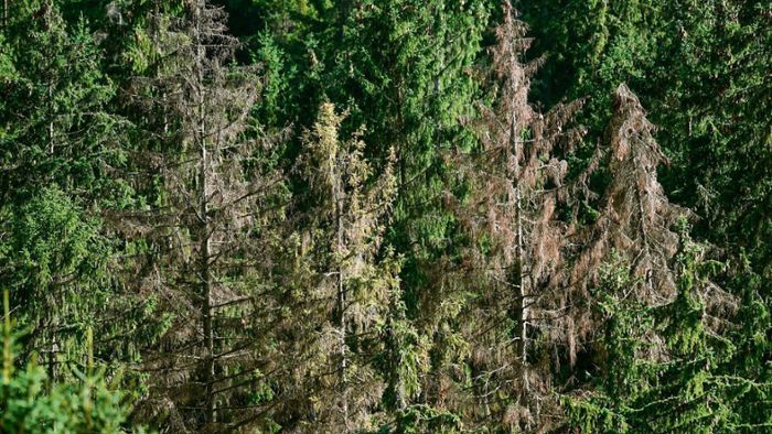 Herkulesaufgabe Waldrettung: Thüringen setzt viel Geld ein