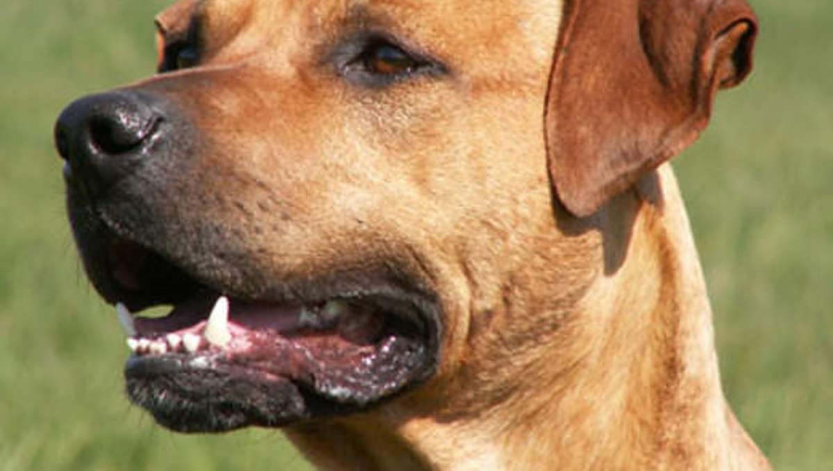 Thüringen: Gefährliche Beißattacke: Hund wird wohl eingeschläfert