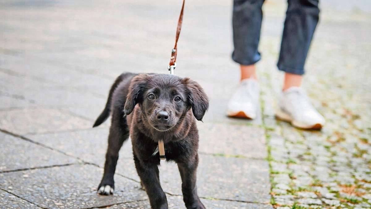 Meiningen: Gleich hohe Hundesteuer in Meiningen