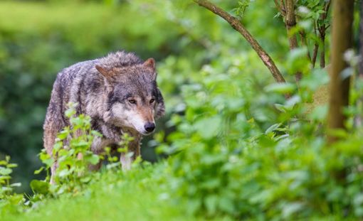 Die Diskussion um die Ohrdrufer Wölfin und ihre sechs vermeintlichen Wolfs-Hybriden polarisieren die Thüringer. Es gab offenbar schon Morddrohungen gegen Jäger. Foto: dpa