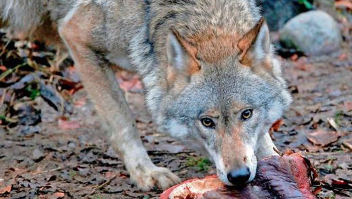 Hildburghausen: Noch kein Nachweis vom Wolf im Coburger Land