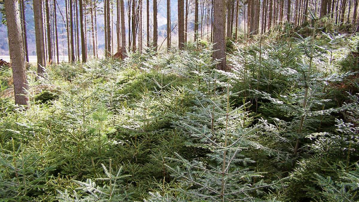 Thüringen: Eine Rumänin könnte Thüringer Wäldern aus Hitzefalle helfen