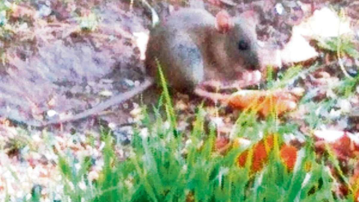 Zella-Mehlis: Vogelfutter lockt Ratten in der Mehliser Struth ans Tageslicht