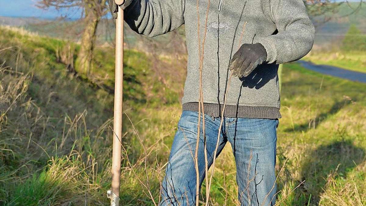 Leimbach: Sträucher gepflanzt, damit die Vögel zurückkommen