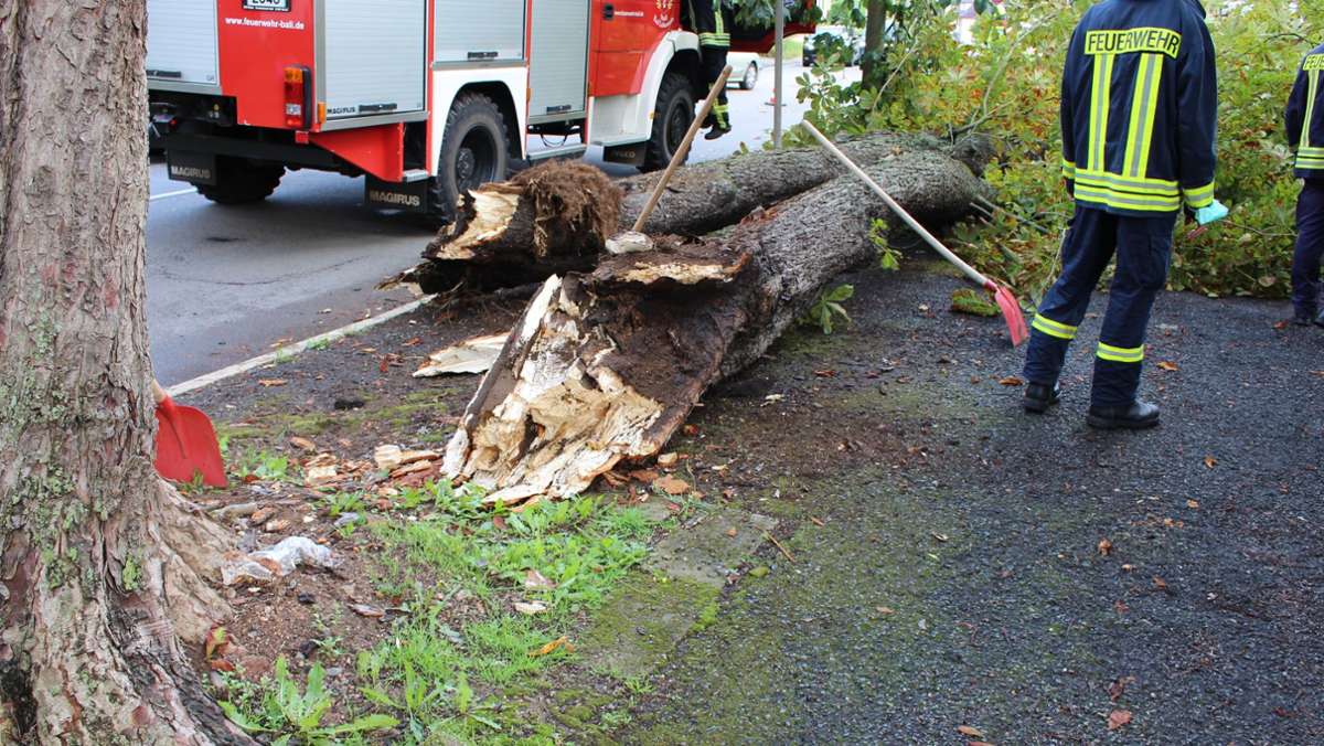 Bad Liebenstein: Nach Astabbruch: Bäume in der Bahnhofstraße werden begutachtet
